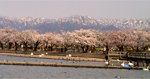 「瓢湖」の桜