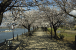 阿賀野市旧水原町にある観光スポット白鳥の湖「瓢湖」の桜並木