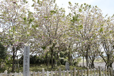 瓢湖の桜