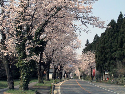 村杉温泉の桜