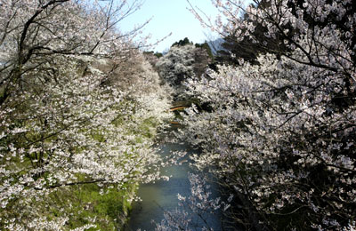 新江用水の桜
