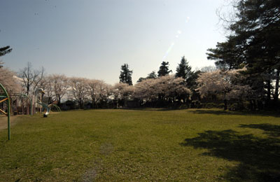 天朝山の桜