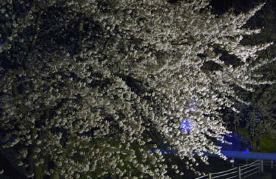 新江用水の夜桜