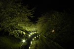 阿賀野市旧安田町にある新江用水の夜桜