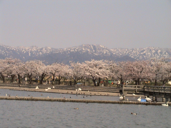 瓢湖と阿賀野市のシンボル五頭山
